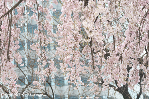 街角枝垂れ桜