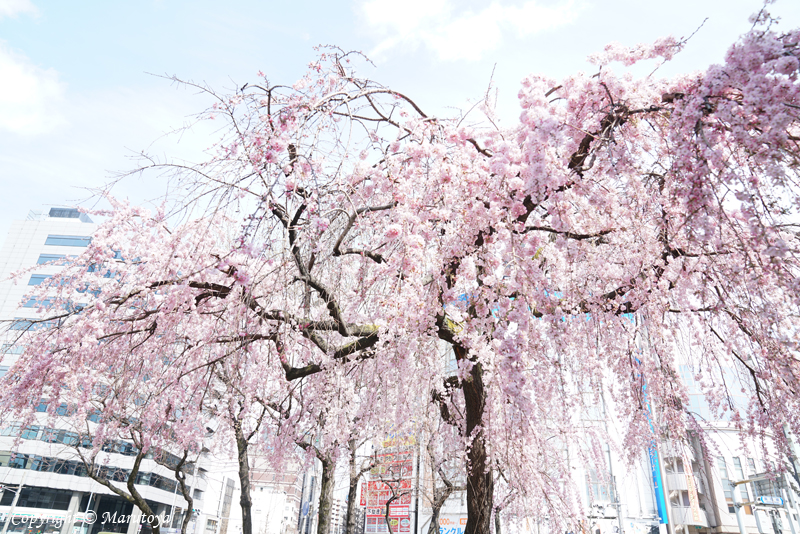 枝垂れ桜