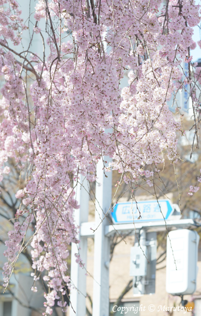 枝垂れ桜