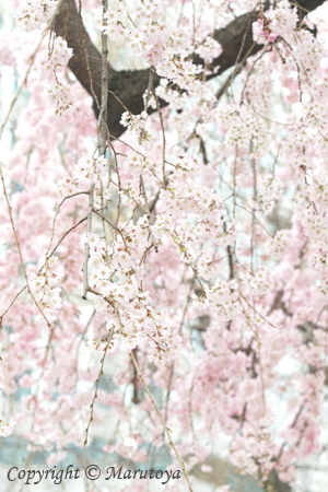 ＜街角の枝垂れ桜＞