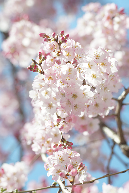 街角の枝垂れ桜