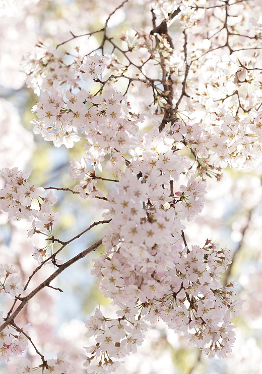 街角の枝垂れ桜
