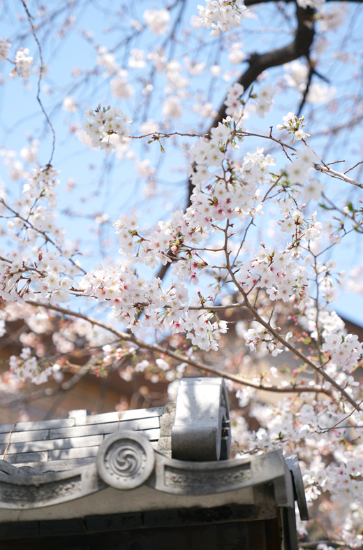 街角の枝垂れ桜と染井吉野